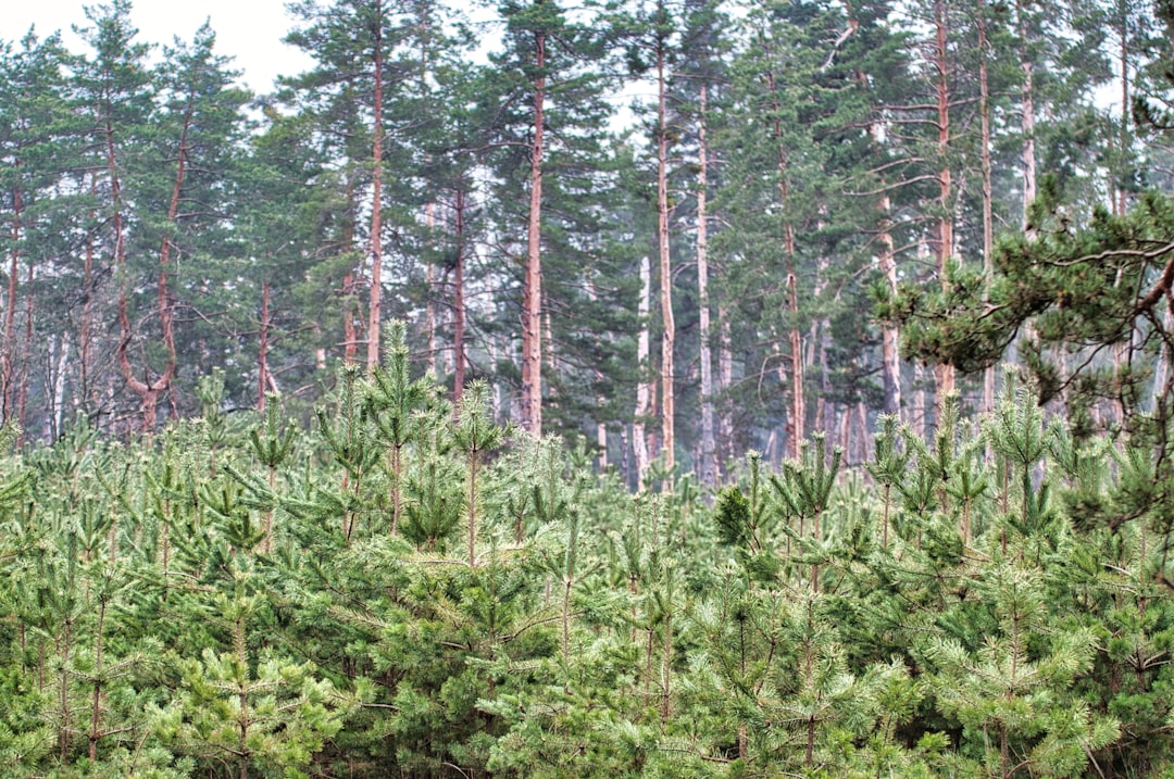 Forestry