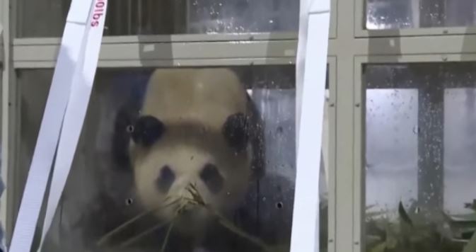 푸바오 중국도착