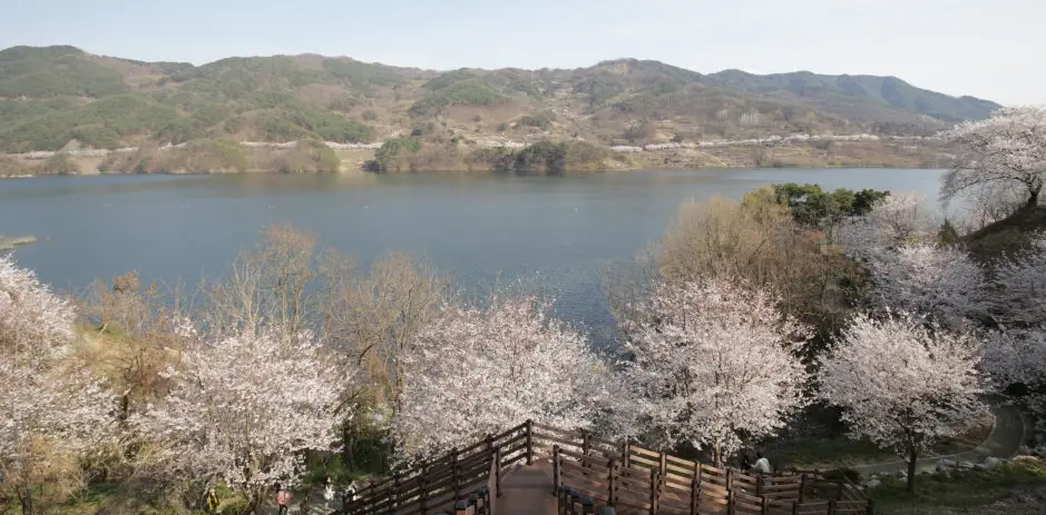 합천 보조댐 수변생태탐방로 벚꽃 사진