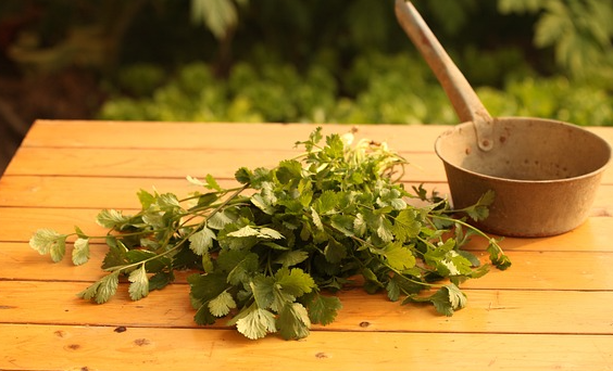 고대 힌두교 의학서 수슈루타 상히타의 외과 기술