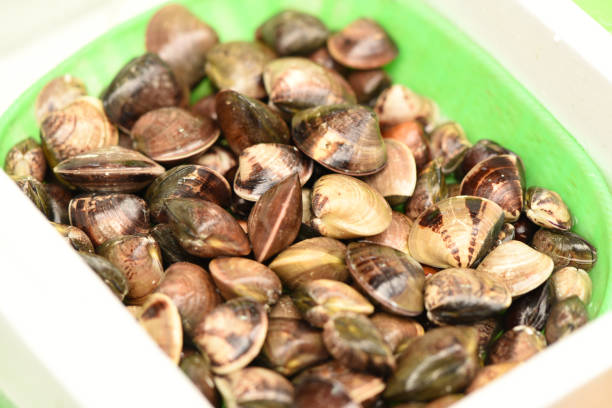 img src="https://example.com/images/clams-purging.jpg" alt="바닷물에 담가 해감 중인 바지락" style="width:100%; margin: 1.5em 0; border-radius: 8px;"