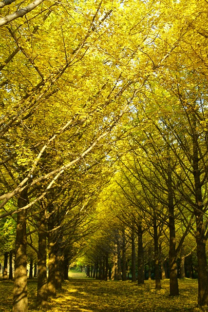 에버랜드은행나무숲