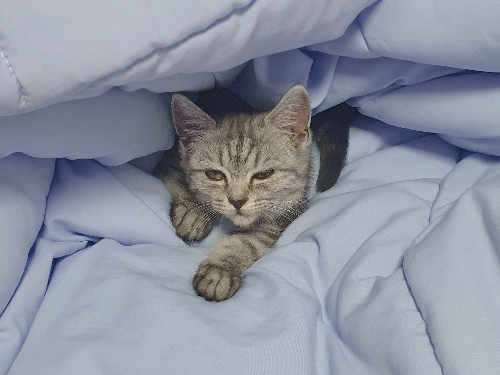 고양이 이불 꾹꾹이