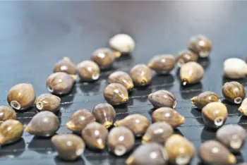 율무 효능 및 영양성분, 부작용