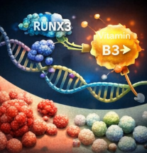 RUNX3와 비타민 B3의 상호작용
