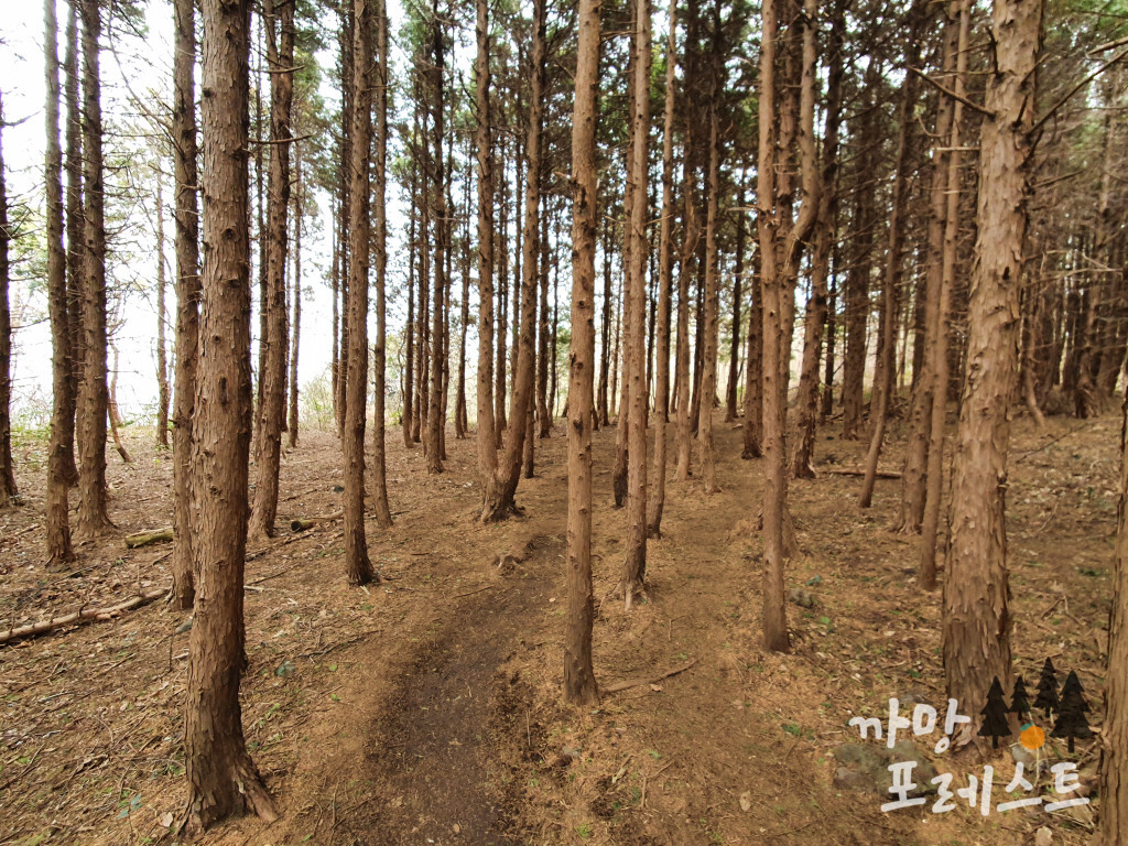 물영아리 오름 숲길