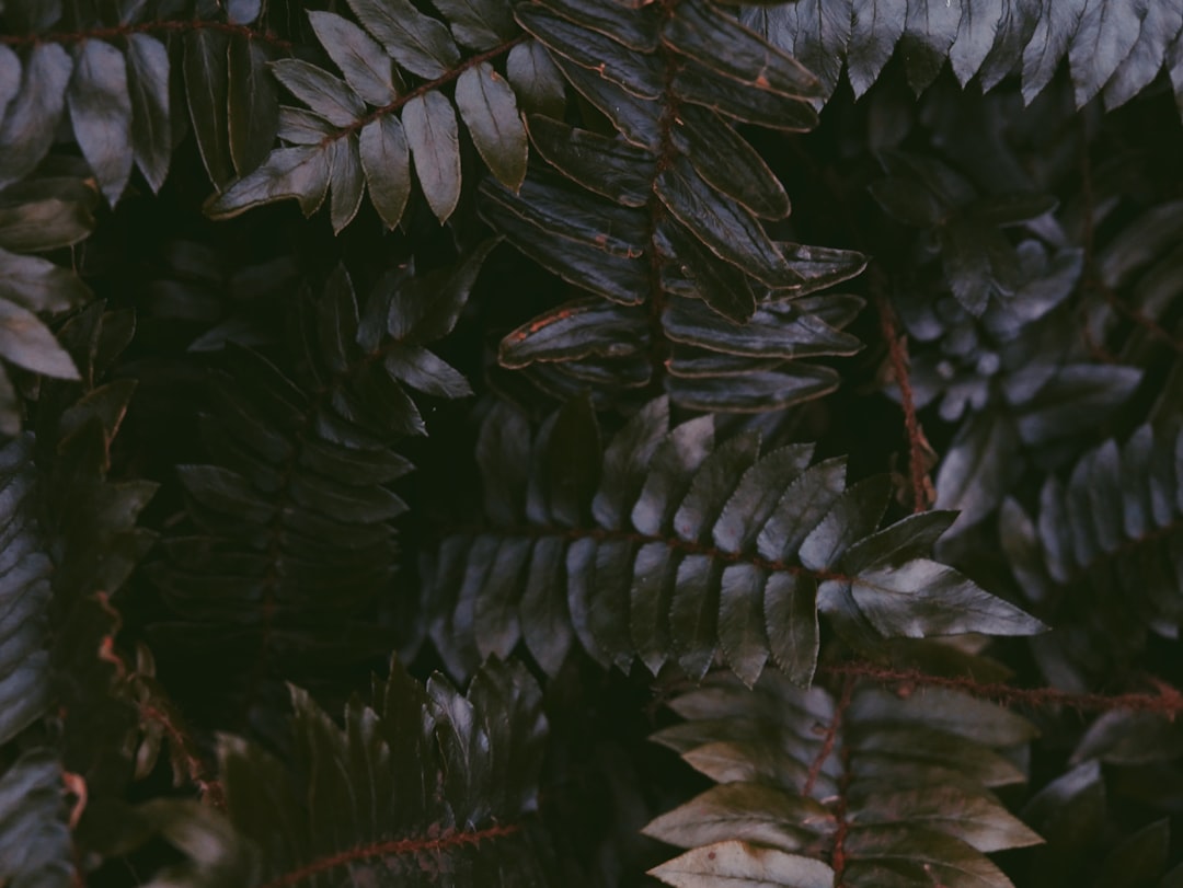 Aronia