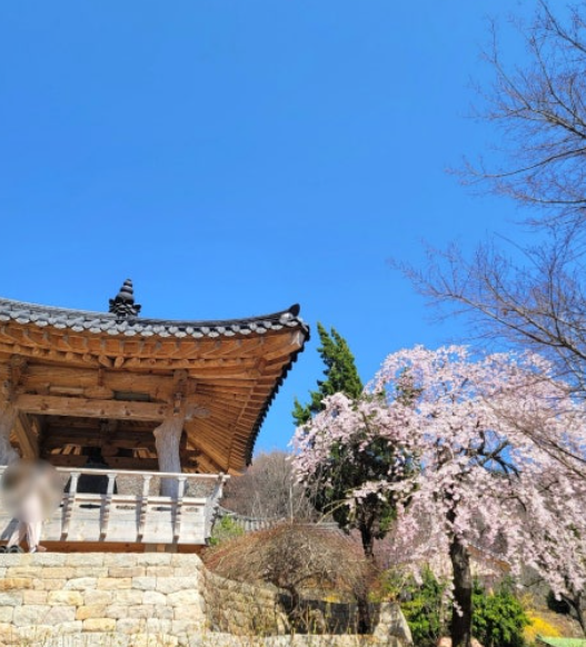 서산 개심사 겹벚꽃·청벚꽃 개화상황