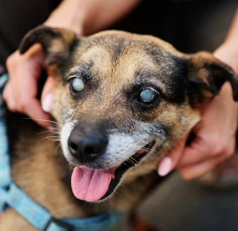 강아지 백내장 수술비용 현실은? 증상·예방법 보호자 가이드