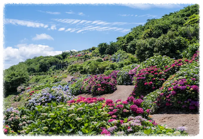 고흥 쑥섬 수국 명소 & 수국축제 정보