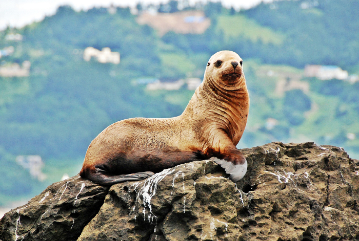 스텔라바다사자