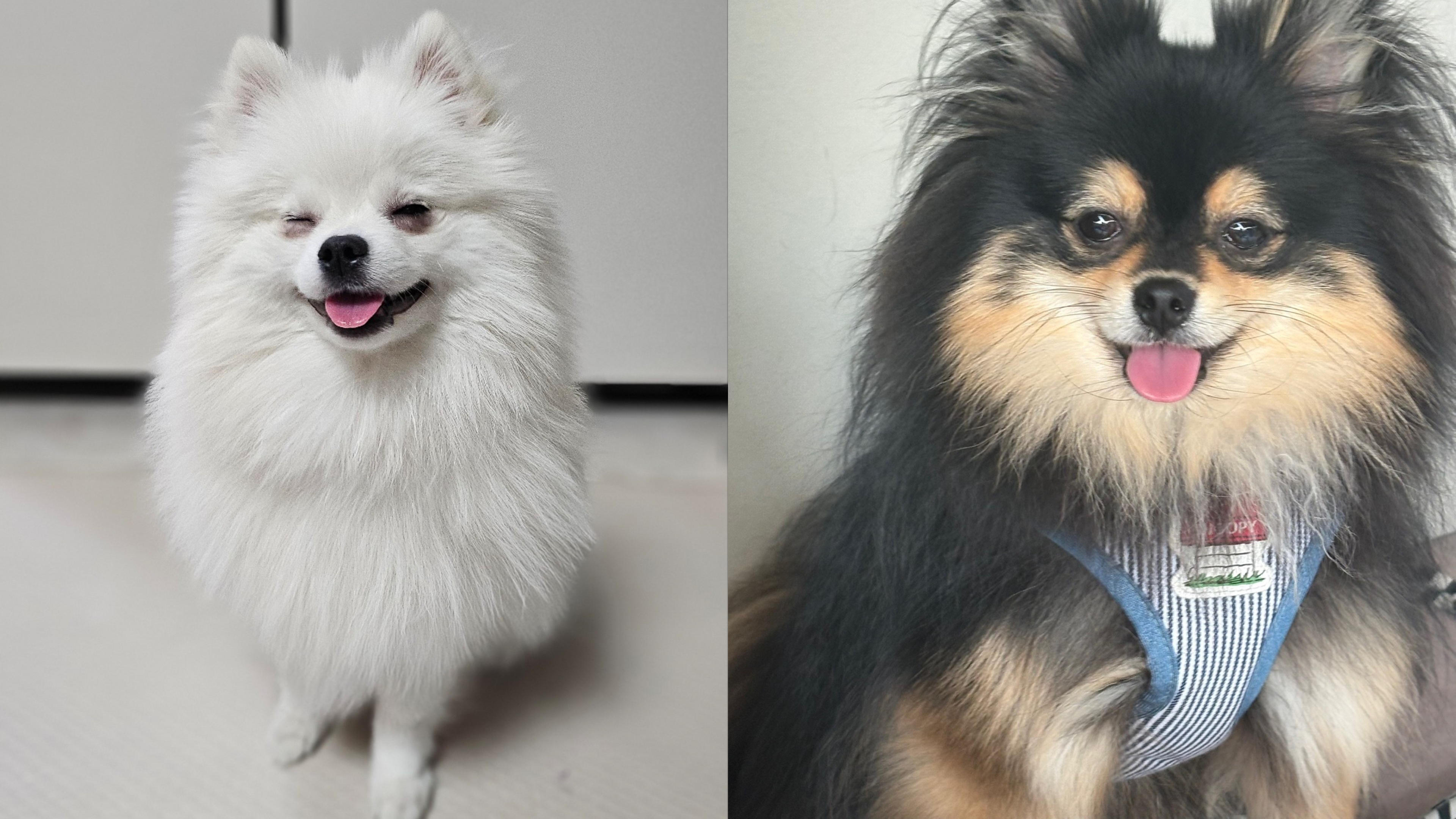 웃고 있는 하콩&달콩