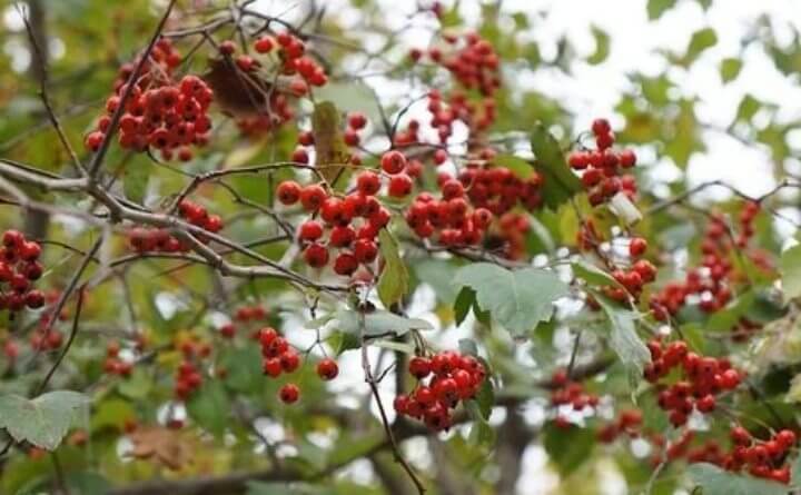 오미자 부작용 발열