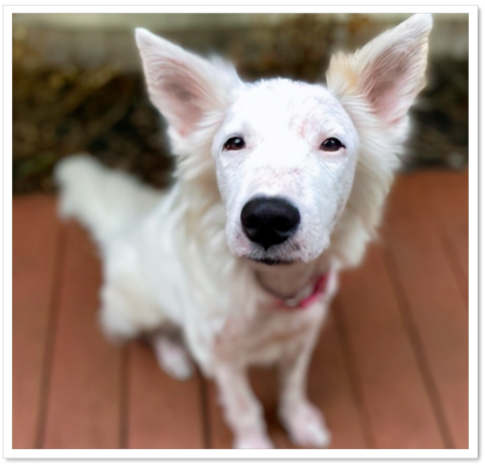 인간의 사랑으로 떠돌이 개 치유-2