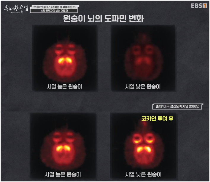 "alt":"원숭이 뇌의 도파민 변화"