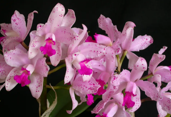 카틀레야란(Cattleya) 키우기(특징, 환경, 물주기 요령, 개화기 관리등)