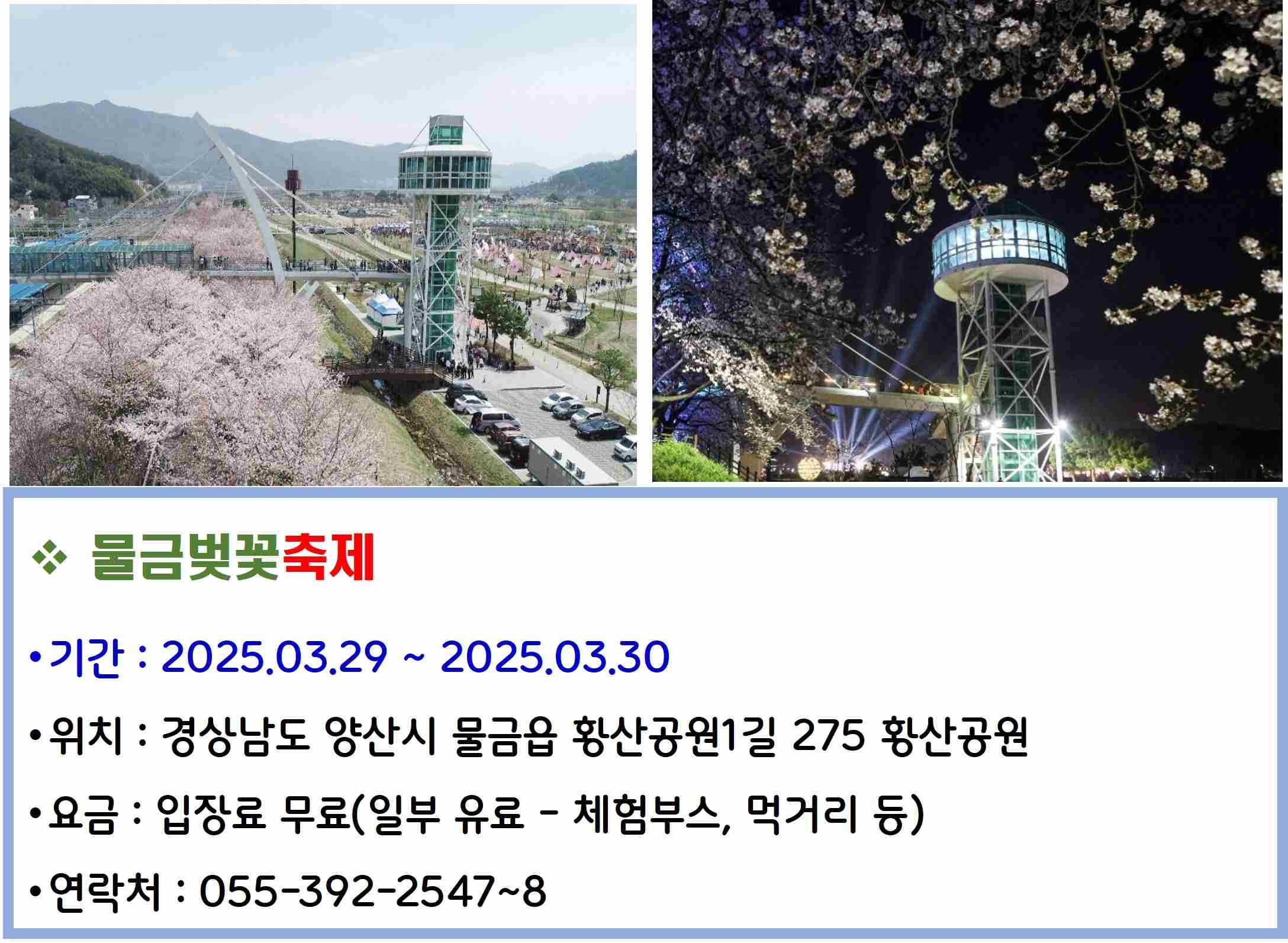물금벚꽃축제