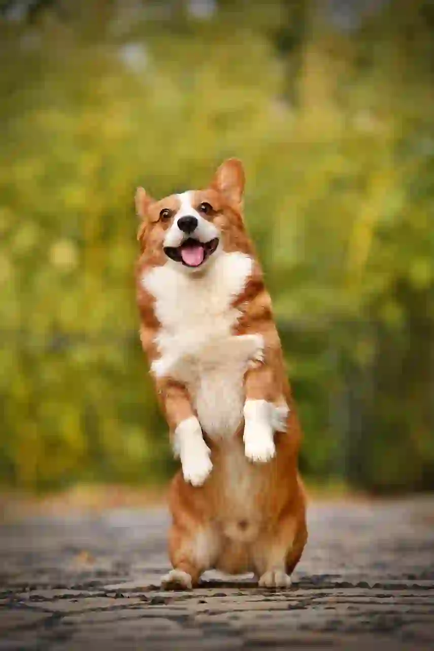 반려동물_dog