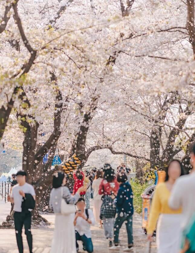 2024 전국 벚꽃 명소 추천