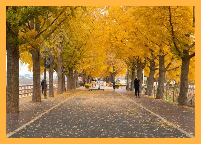 문광저수지 은행나무길