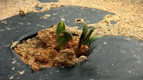 메주콩-백태-대두-노란콩-심는방법-파종방법