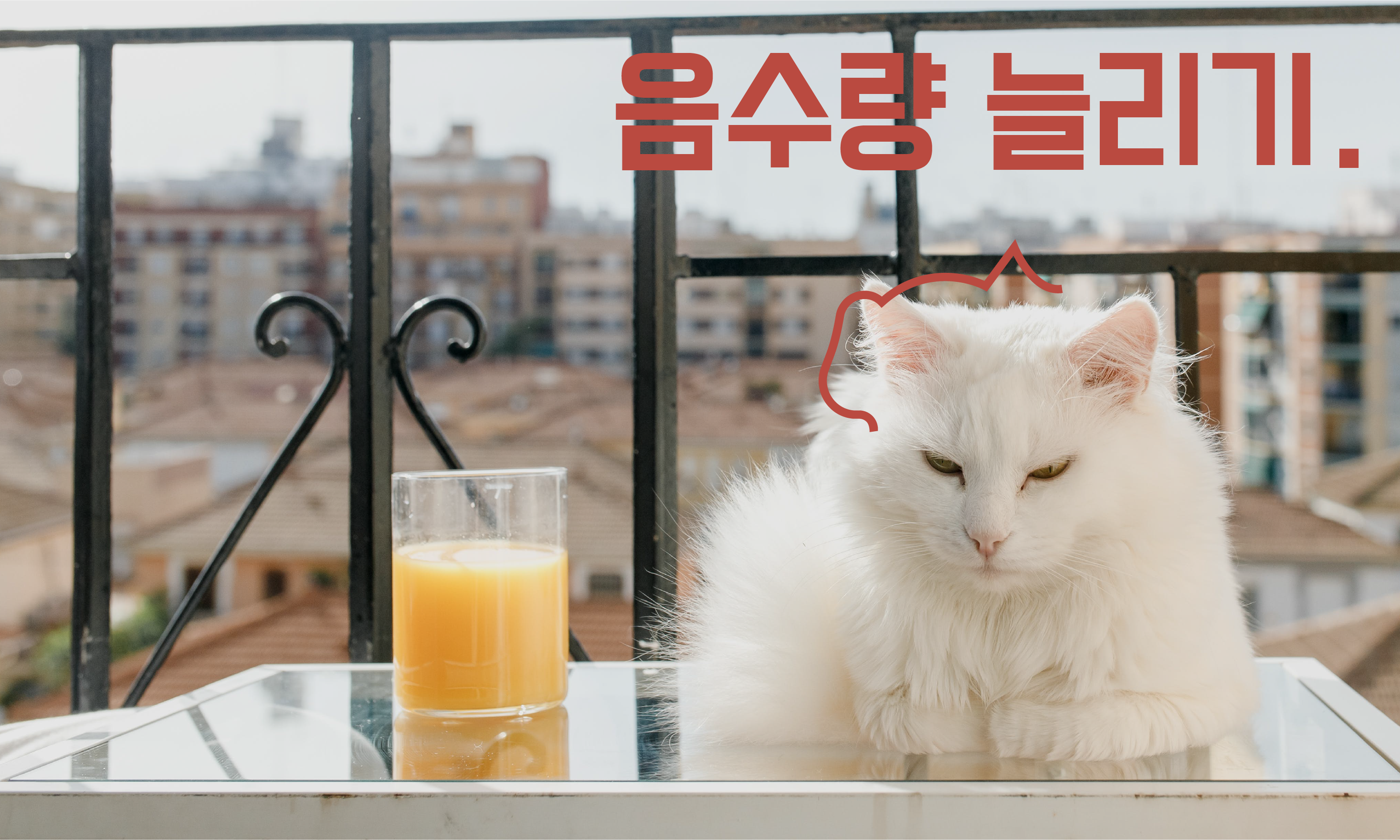 고양이-물마시기