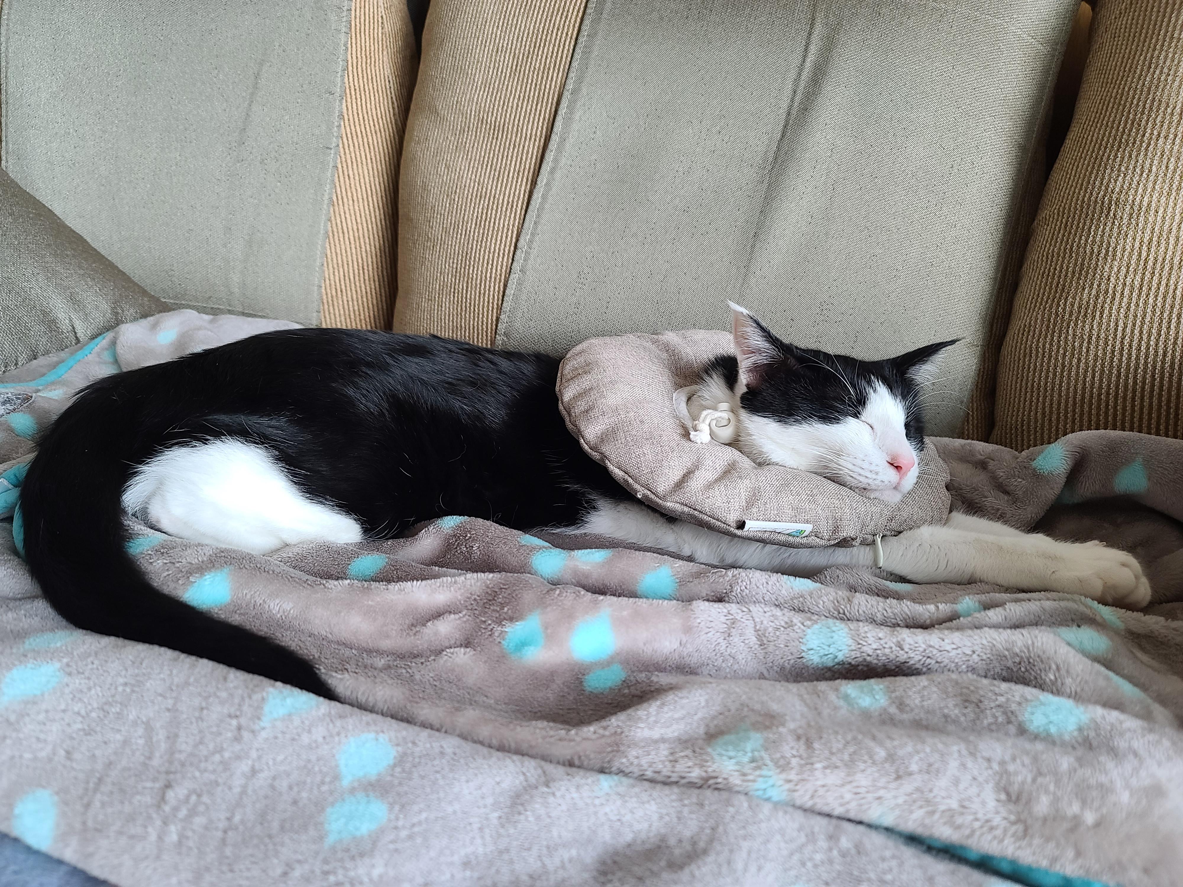 평온한 오후..아홉냥이네 고양이들의 낮잠시간~