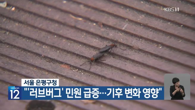 러브버그 퇴치
