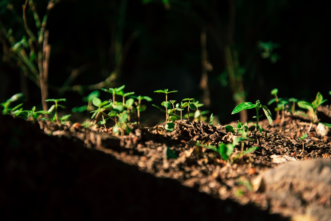 Seedling