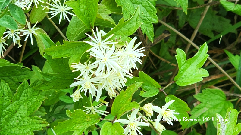 사위질빵 Clematis apiifolia