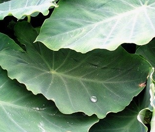 토란 뿌리 효능 부작용 고르는법 칼로리