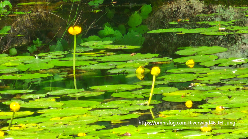 남개연꽃 개연꽃 한대수련