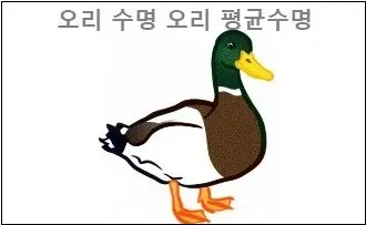 오리 수명 오리 평균수명