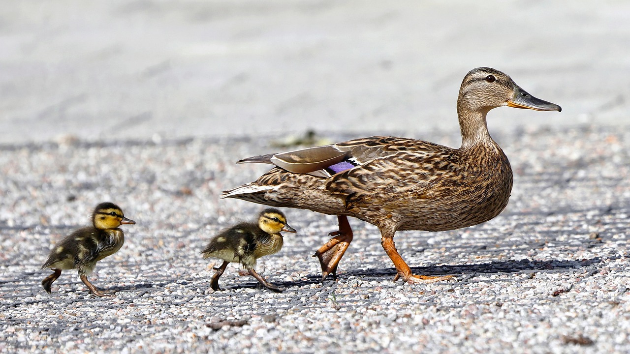 부동산 중개수수료