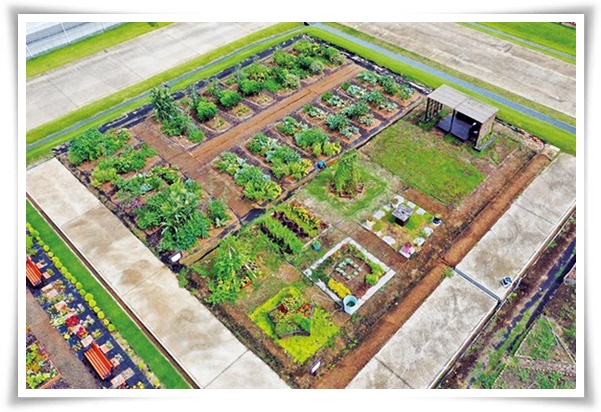 텃밭 "9월에 심기 좋은 작물" 풍성한 수확 기대해도 좋아요!