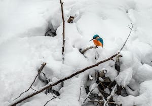 2022 동지 동짓날 팥죽먹는 유래