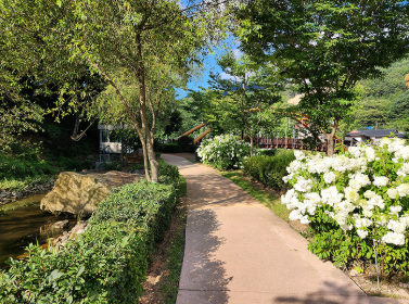 강원권 수국명소 추천 7곳, 여름 여행지로 꼭 가봐야 할 인생샷 스폿 총정리