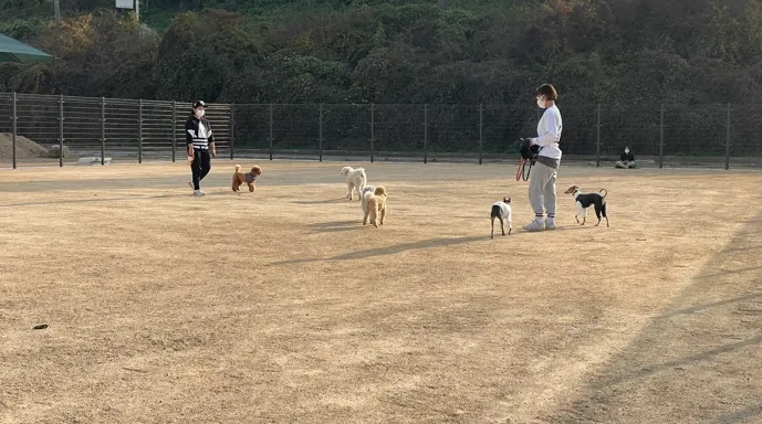 송파 반려견 놀이터