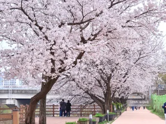 벚꽃 명소 추천 축제 유명한곳_2