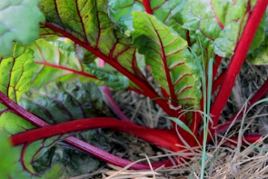 3월 제철 요리 추천: 봄동의 달큰함과 바지락의 시원함이 만난 인생 된장국 만들기