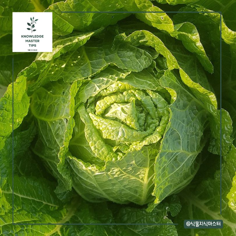 최적의 김장배추 심는 시기