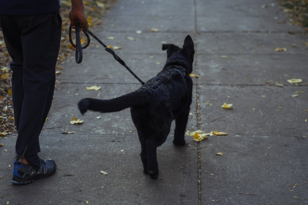 Leash