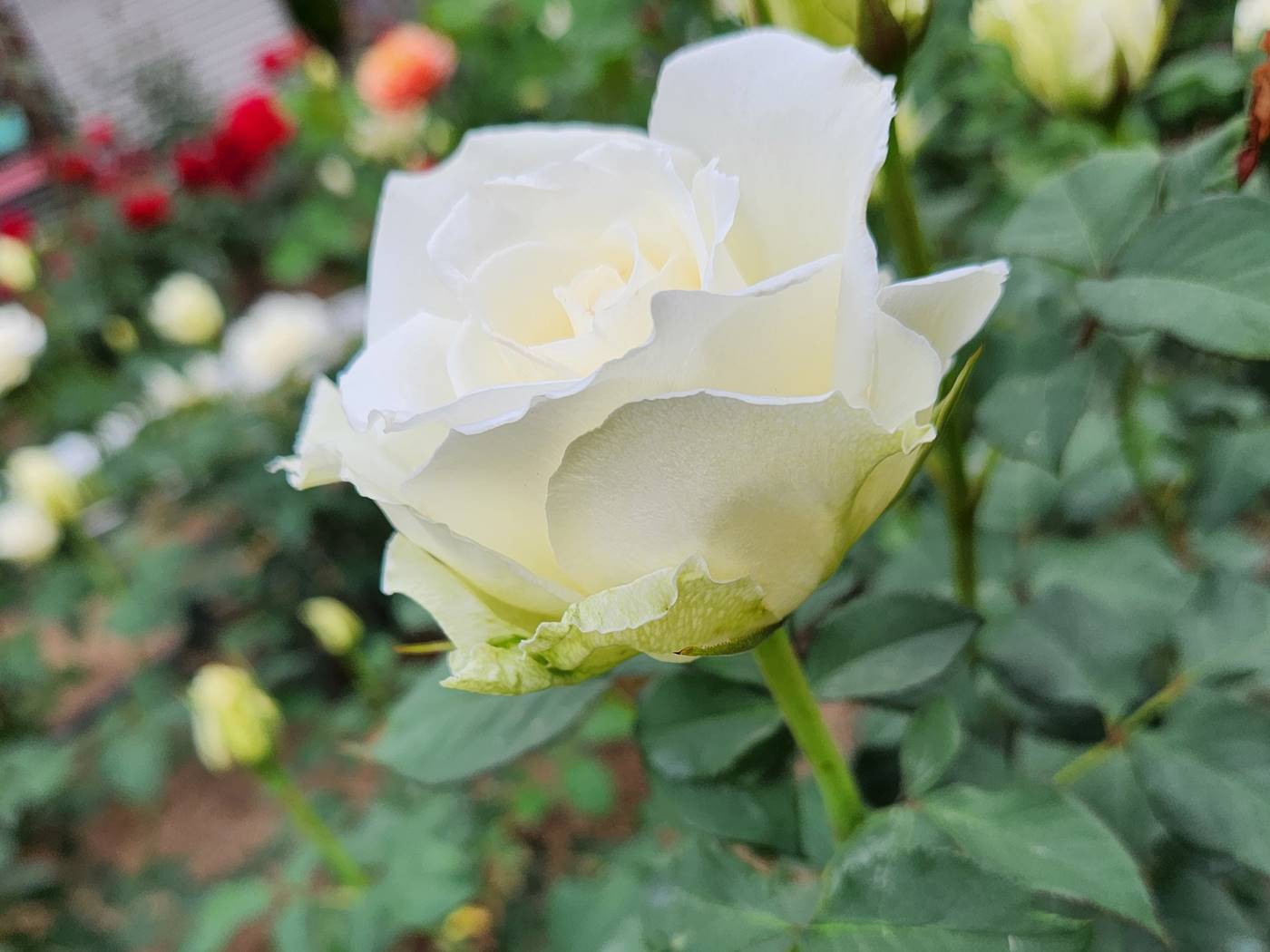 장미 티네케 Tineke