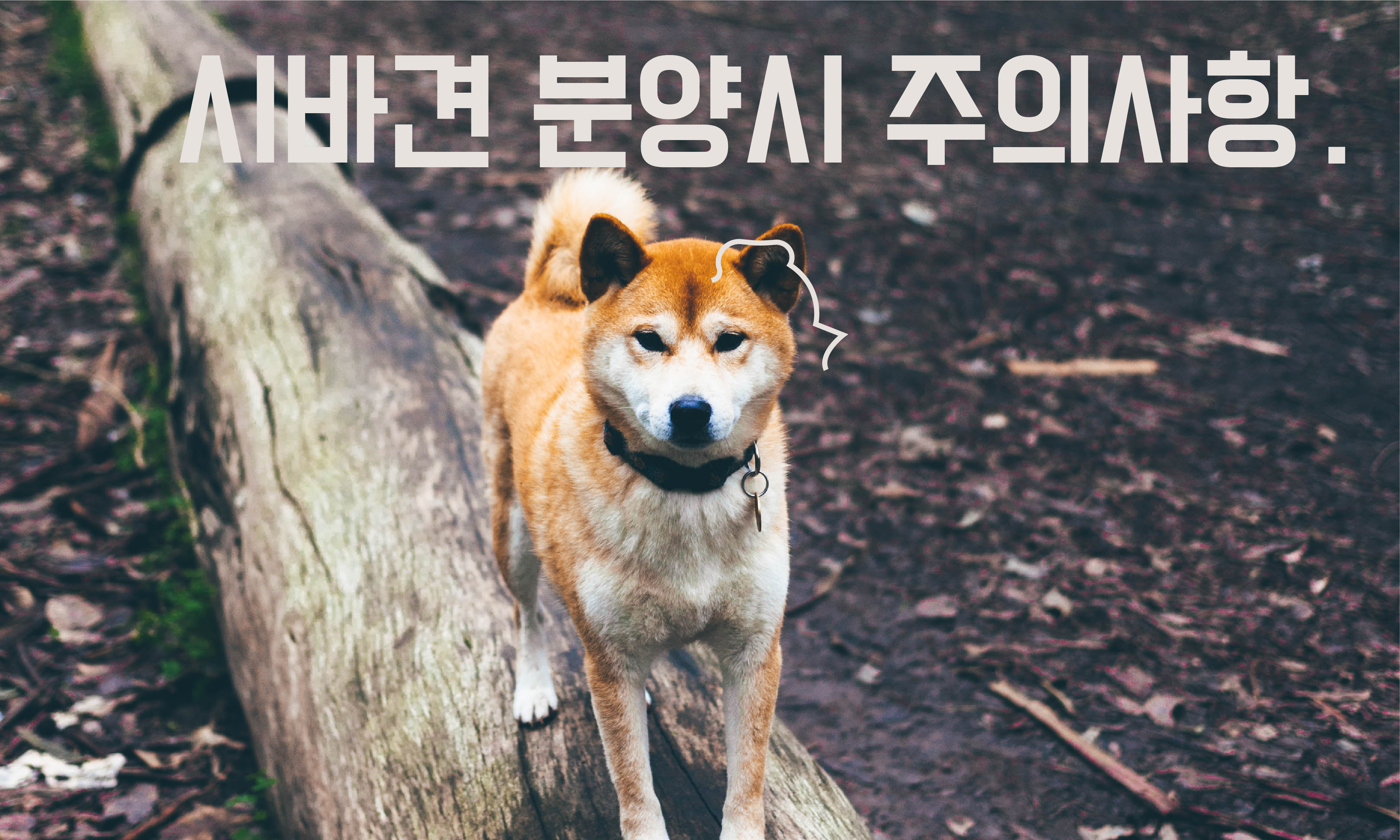 시바견-분양