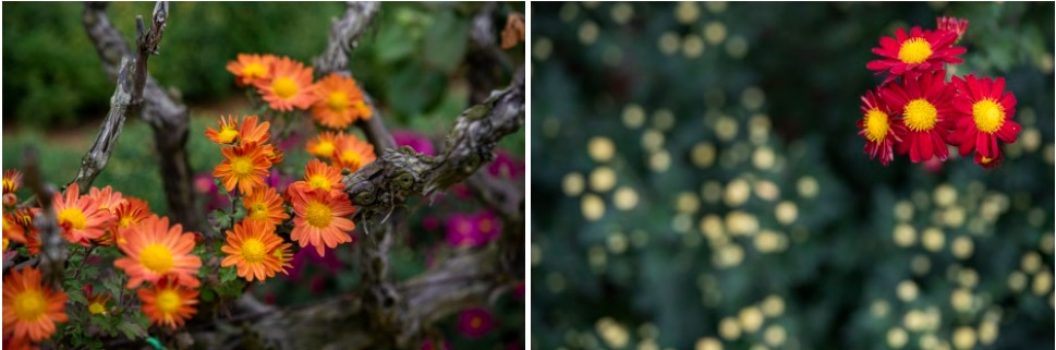 서산국화축제 일정