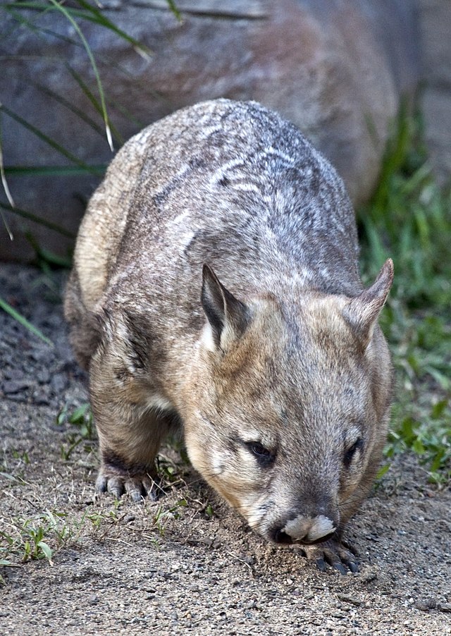 걸어가는 북쪽털코웜뱃