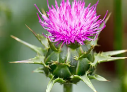 글루타치온 많이든 음식 45