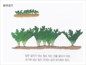 엔다이브 재배 상토 선정 배수 통풍 연속 수확_8