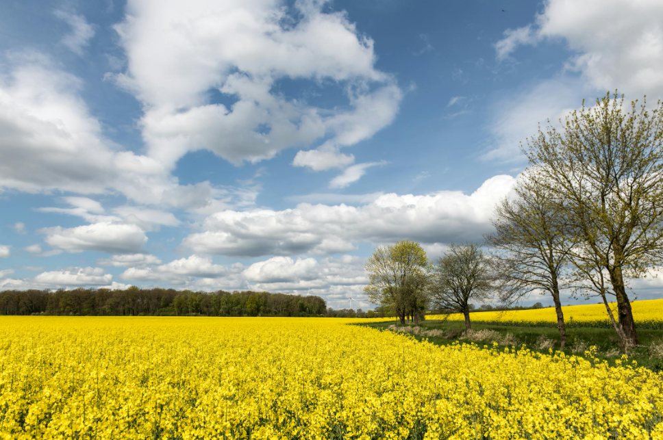 유채꽃 관련 이미지