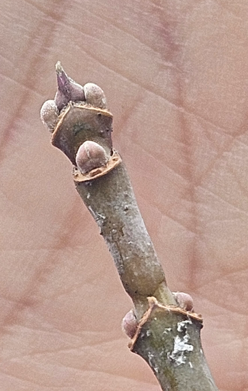 네군도단풍 겨울눈1